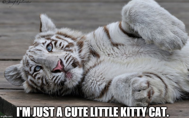 Tiger pretending to be a domestic cat. | I'M JUST A CUTE LITTLE KITTY CAT. | image tagged in tiger,cat,pretend | made w/ Imgflip meme maker