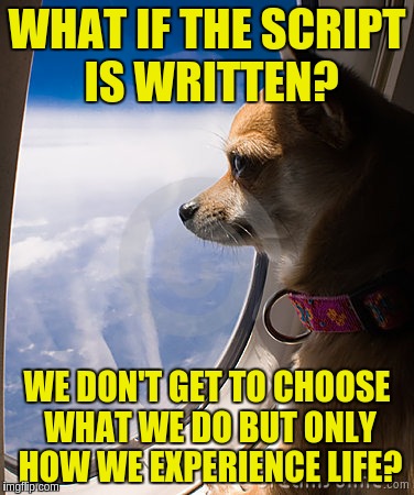 Experience is our only choice? | WHAT IF THE SCRIPT IS WRITTEN? WE DON'T GET TO CHOOSE WHAT WE DO BUT ONLY HOW WE EXPERIENCE LIFE? | image tagged in memes,contemplating dog,acim,experience,choice,predestiny | made w/ Imgflip meme maker