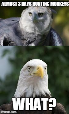 A Little Harpy Eagle Know A Bald Eagle | ALMOST 3 DAYS HUNTING MONKEYS; WHAT? | image tagged in funny birds,funny eagles,funny | made w/ Imgflip meme maker