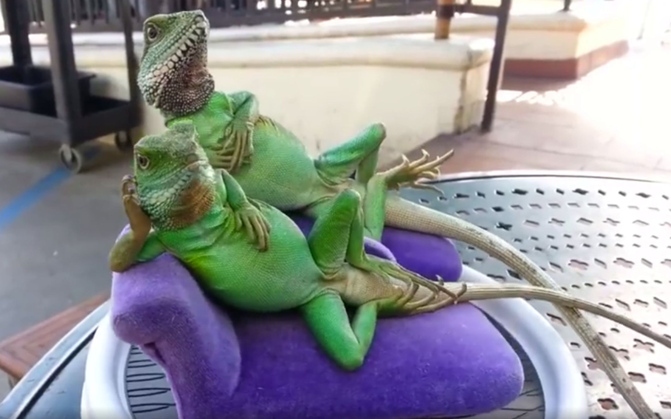 lizards Blank Meme Template