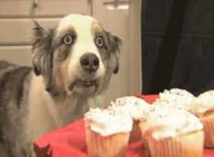 Hypnosis pupper eyes cupcakes Blank Meme Template