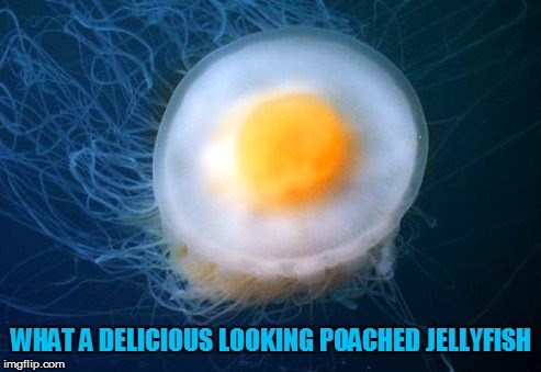 WHAT A DELICIOUS LOOKING POACHED JELLYFISH | made w/ Imgflip meme maker
