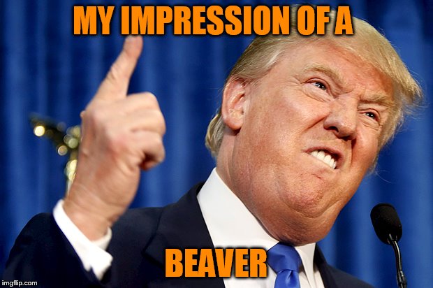 Donald Trump | MY IMPRESSION OF A; BEAVER | image tagged in donald trump | made w/ Imgflip meme maker