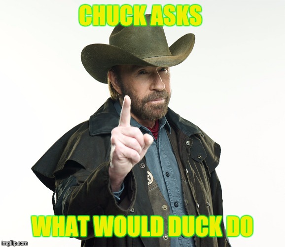 CHUCK ASKS; WHAT WOULD DUCK DO | image tagged in chuck duck | made w/ Imgflip meme maker