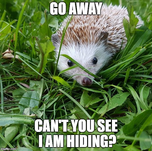 GO AWAY; CAN'T YOU SEE I AM HIDING? | image tagged in unimpressed phil | made w/ Imgflip meme maker