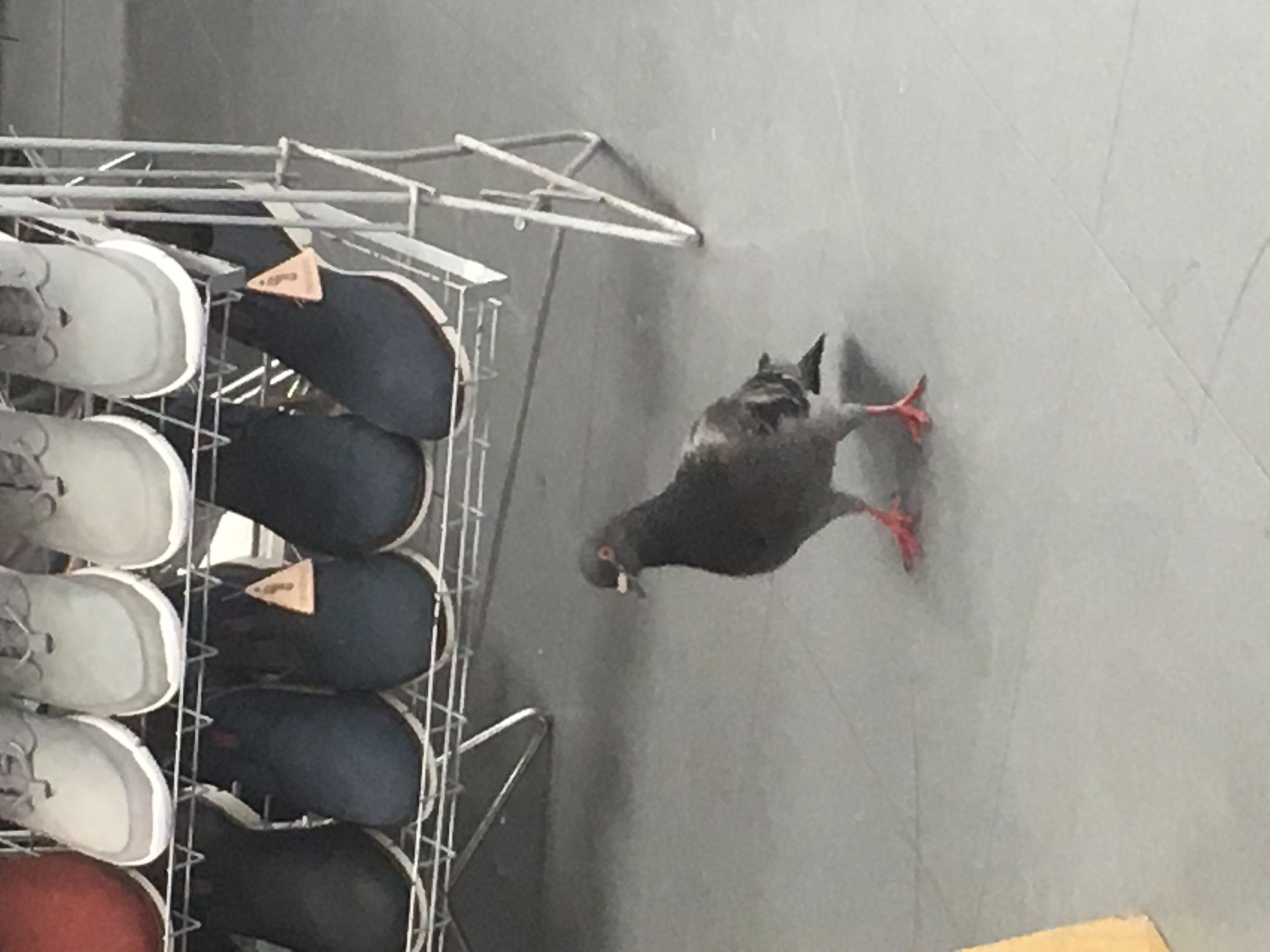 High Quality Pigeon in a shoe shop? Blank Meme Template