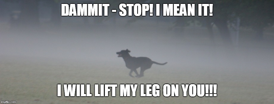 DAMMIT - STOP! I MEAN IT! I WILL LIFT MY LEG ON YOU!!! | made w/ Imgflip meme maker