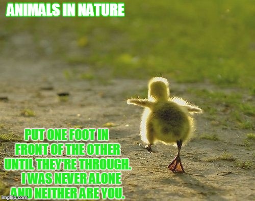 truth bird | ANIMALS IN NATURE; PUT ONE FOOT IN FRONT OF THE OTHER UNTIL THEY'RE THROUGH.    I WAS NEVER ALONE AND NEITHER ARE YOU. | image tagged in bird | made w/ Imgflip meme maker