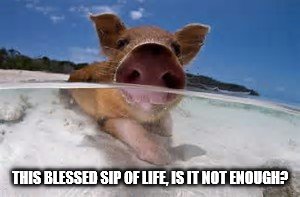 DMB Pig | THIS BLESSED SIP OF LIFE, IS IT NOT ENOUGH? | image tagged in dmb,dave matthews band,pig,this blessed sip of life is it not enough,beach | made w/ Imgflip meme maker