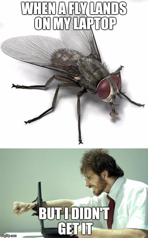 Dang it. Didn't hit it.
 | WHEN A FLY LANDS ON MY LAPTOP; BUT I DIDN'T GET IT | image tagged in scumbag house fly | made w/ Imgflip meme maker