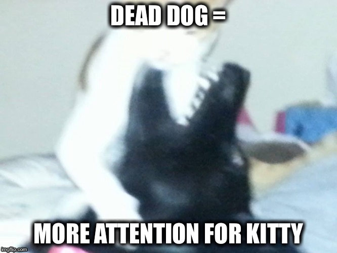 Dog catcher | DEAD DOG =; MORE ATTENTION FOR KITTY | image tagged in dog catcher | made w/ Imgflip meme maker