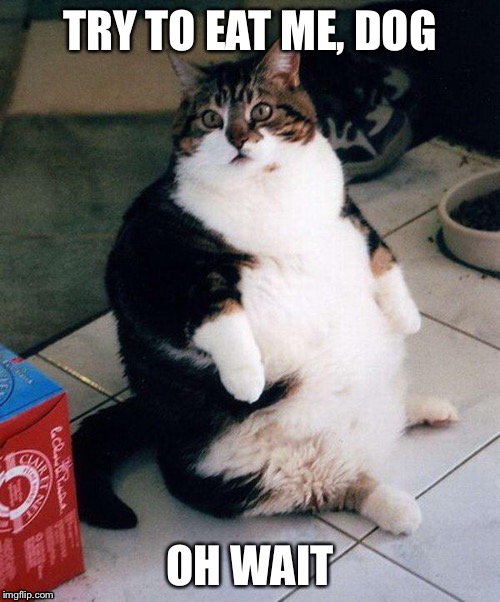 fat cat | TRY TO EAT ME, DOG; OH WAIT | image tagged in fat cat | made w/ Imgflip meme maker