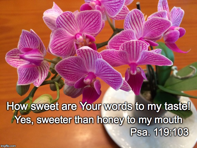 Meditation | How sweet are Your words to my taste! Yes, sweeter than honey to my mouth; Psa. 119:103 | image tagged in meditation | made w/ Imgflip meme maker