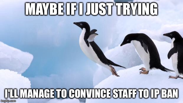 flying penguin | MAYBE IF I JUST TRYING; I'LL MANAGE TO CONVINCE STAFF TO IP BAN | image tagged in flying penguin | made w/ Imgflip meme maker