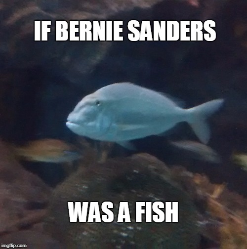 We saw this fish at an aquarium. We all thought it had an uncanny resemblance to a certain politician. | IF BERNIE SANDERS; WAS A FISH | image tagged in bernie sanders | made w/ Imgflip meme maker