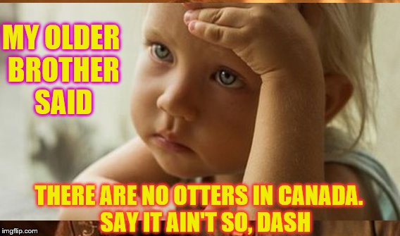 MY OLDER BROTHER SAID THERE ARE NO OTTERS IN CANADA.   SAY IT AIN'T SO, DASH | made w/ Imgflip meme maker