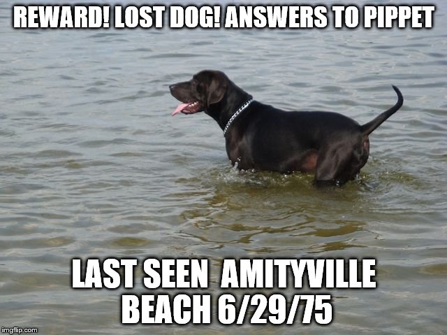 If seen please contact guy with the yellow shirt | REWARD! LOST DOG! ANSWERS TO PIPPET; LAST SEEN 
AMITYVILLE BEACH 6/29/75 | image tagged in memes,jaws | made w/ Imgflip meme maker