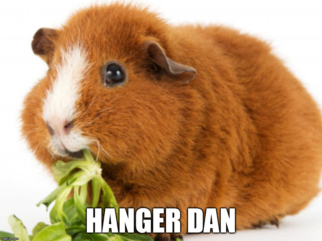 Hanger Dan | HANGER DAN | image tagged in guinea pig | made w/ Imgflip meme maker