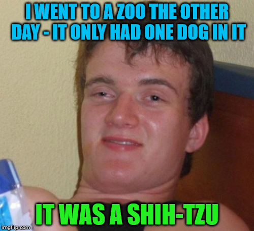 Don't even get me started on the staff . . . | I WENT TO A ZOO THE OTHER DAY - IT ONLY HAD ONE DOG IN IT; IT WAS A SHIH-TZU | image tagged in memes,10 guy,zoo,dog,shih tzu | made w/ Imgflip meme maker