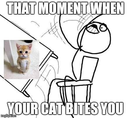 Table Flip Guy Meme | THAT MOMENT WHEN; YOUR CAT BITES YOU | image tagged in memes,table flip guy | made w/ Imgflip meme maker