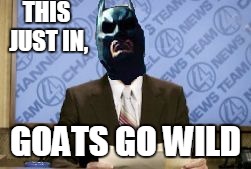 this just in bl4h | THIS JUST IN, GOATS GO WILD | image tagged in this just in bl4h | made w/ Imgflip meme maker