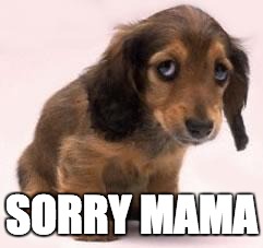 sorry dog | SORRY MAMA | image tagged in sorry dog | made w/ Imgflip meme maker