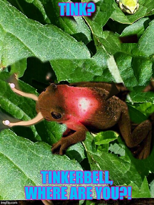 Frogs Eat Flies.  Tinkerbell Flew. |  TINK? TINKERBELL, WHERE ARE YOU?! | image tagged in tinkerbell | made w/ Imgflip meme maker