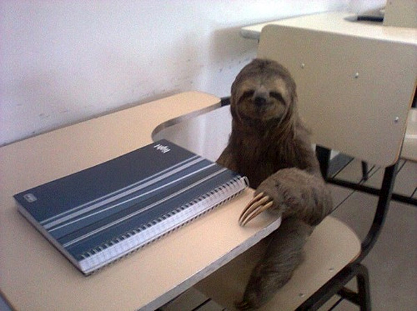 Sloth Desk Blank Meme Template