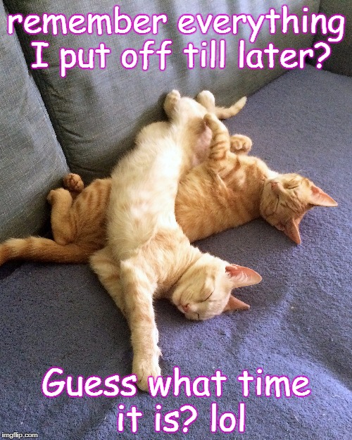 Kitties procrastinating Imgflip