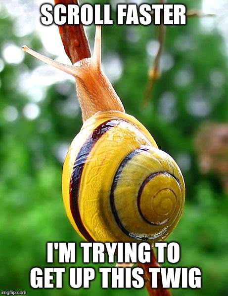 SCROLL FASTER; I'M TRYING TO GET UP THIS TWIG | image tagged in memes,snail | made w/ Imgflip meme maker