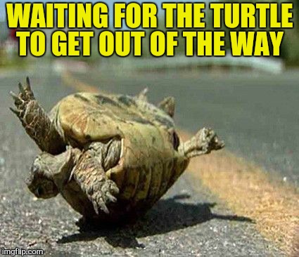 WAITING FOR THE TURTLE TO GET OUT OF THE WAY | made w/ Imgflip meme maker