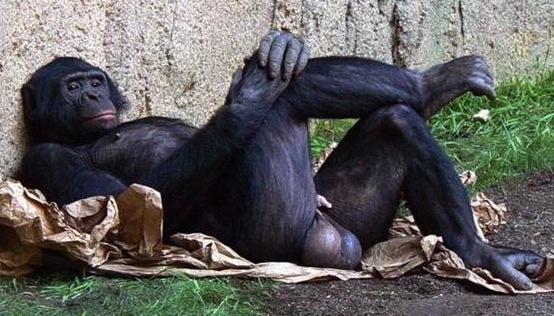 monkeyballs Blank Meme Template