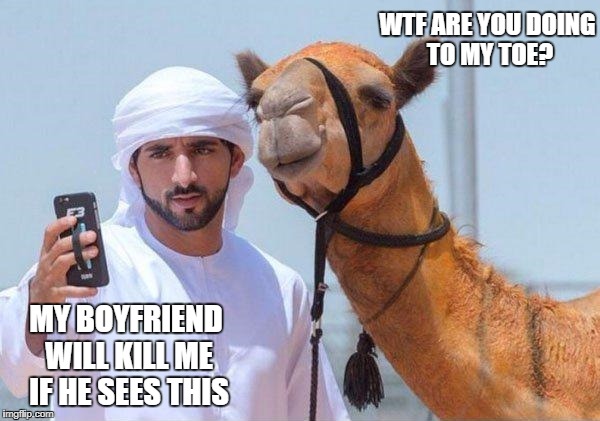 WTF ARE YOU DOING TO MY TOE? MY BOYFRIEND WILL KILL ME IF HE SEES THIS | image tagged in camel luv | made w/ Imgflip meme maker