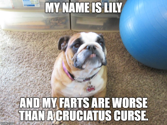 MY NAME IS LILY; AND MY FARTS ARE WORSE THAN A CRUCIATUS CURSE. | image tagged in harry potter,fart,bulldog | made w/ Imgflip meme maker