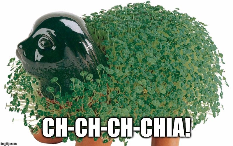 CH-CH-CH-CHIA! | made w/ Imgflip meme maker