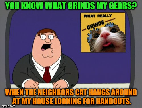 Peter Griffin News | YOU KNOW WHAT GRINDS MY GEARS? WHEN THE NEIGHBORS CAT HANGS AROUND AT MY HOUSE LOOKING FOR HANDOUTS. | image tagged in memes,peter griffin news | made w/ Imgflip meme maker