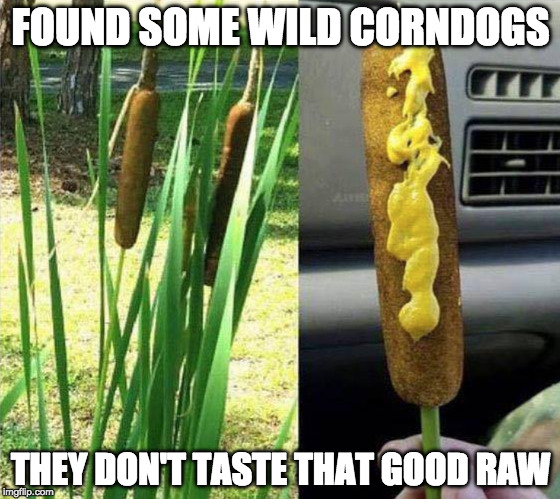 Some things are just better deep fried.... | FOUND SOME WILD CORNDOGS; THEY DON'T TASTE THAT GOOD RAW | image tagged in cordogs,iwanttobebacon,iwanttobebaconcom,corndog,bacon,wild | made w/ Imgflip meme maker