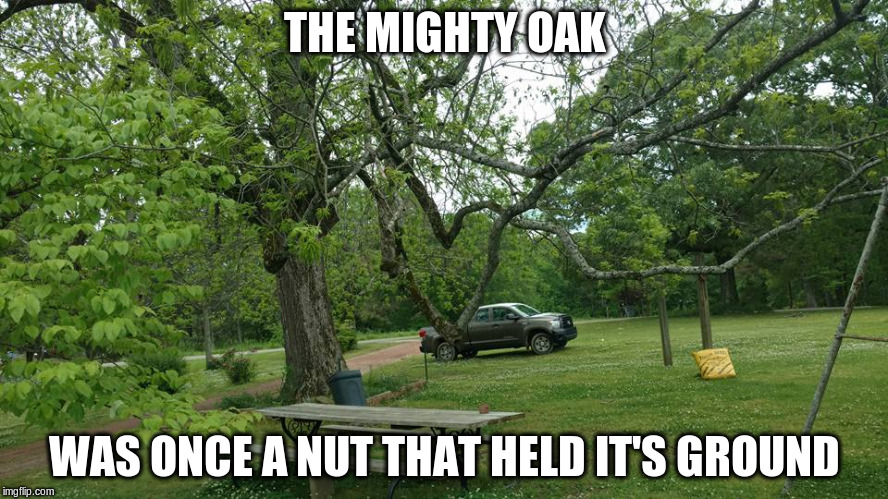 Oak Tree | THE MIGHTY OAK; WAS ONCE A NUT THAT HELD IT'S GROUND | image tagged in oak tree | made w/ Imgflip meme maker