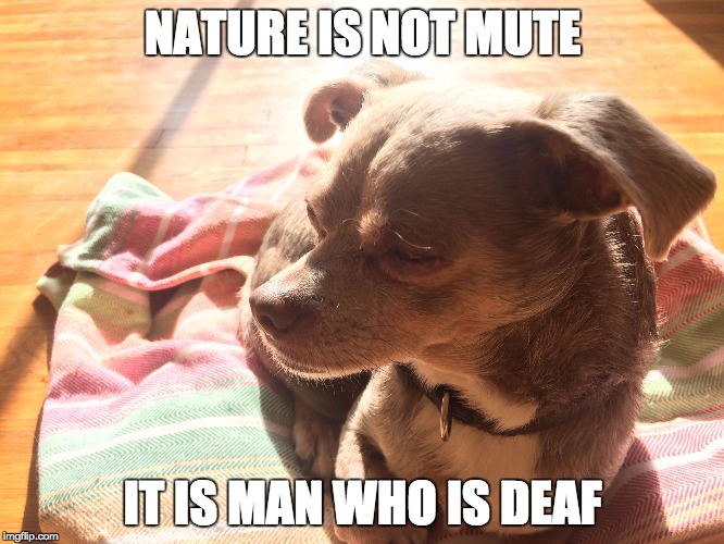 NATURE IS NOT MUTE; IT IS MAN WHO IS DEAF | image tagged in walle spiritual teacher | made w/ Imgflip meme maker