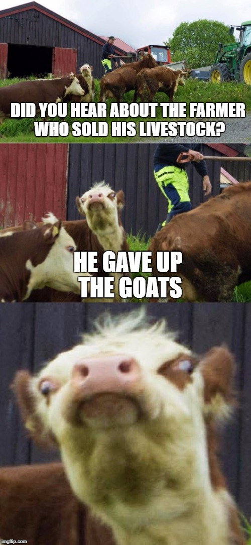 Bad pun cow  | DID YOU HEAR ABOUT THE FARMER WHO SOLD HIS LIVESTOCK? HE GAVE UP THE GOATS | image tagged in bad pun cow | made w/ Imgflip meme maker