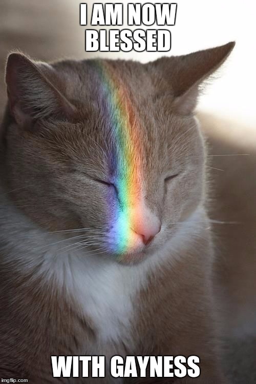 gay | I AM NOW BLESSED; WITH GAYNESS | image tagged in gay,cat,rainbow | made w/ Imgflip meme maker