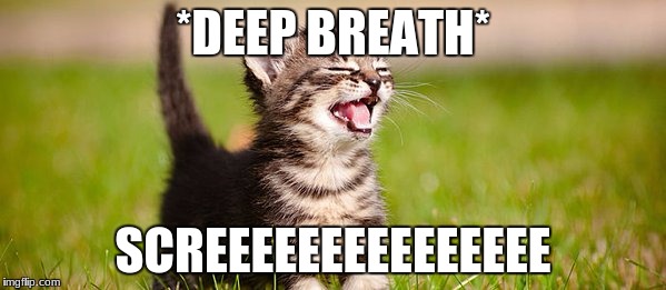 screee | *DEEP BREATH*; SCREEEEEEEEEEEEEEE | image tagged in screech,cat | made w/ Imgflip meme maker