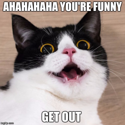 when someone makes a pun | AHAHAHAHA YOU'RE FUNNY; GET OUT | image tagged in cat,you're funny,get out | made w/ Imgflip meme maker