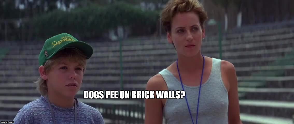 Dogs Pee on Brick Walls answer | DOGS PEE ON BRICK WALLS? | image tagged in free willy | made w/ Imgflip meme maker