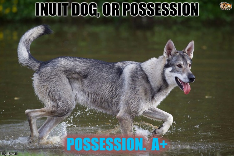 INUIT DOG, OR POSSESSION POSSESSION.  A+ | made w/ Imgflip meme maker