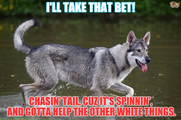 I'LL TAKE THAT BET! CHASIN' TAIL, CUZ IT'S SPINNIN', AND GOTTA HELP THE OTHER WHITE THINGS. | made w/ Imgflip meme maker