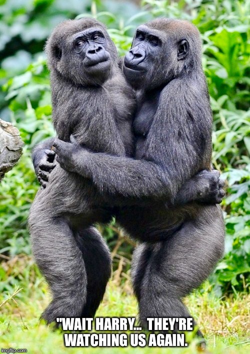No romance at the zoo. | "WAIT HARRY...  THEY'RE WATCHING US AGAIN. | image tagged in primate hug,gorilla,gorillas | made w/ Imgflip meme maker