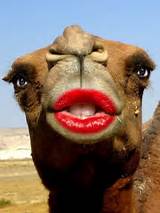 Camel Lipstick Blank Meme Template