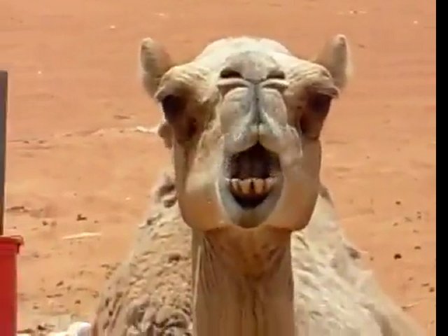 High Quality Angry Camel Blank Meme Template