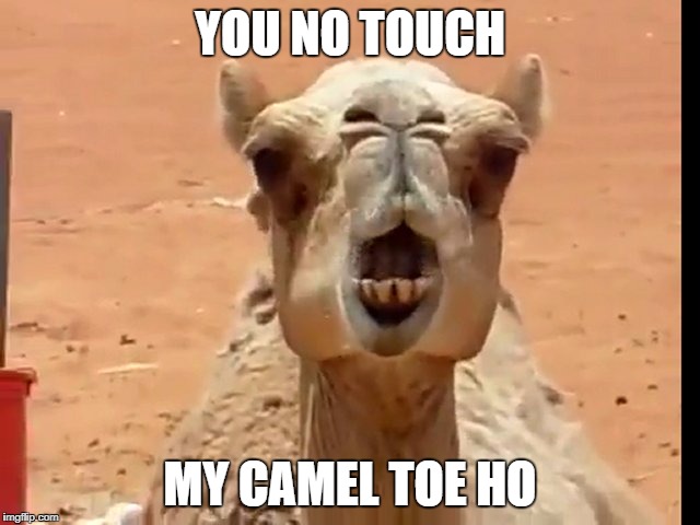 Angry Camel | YOU NO TOUCH MY CAMEL TOE HO | image tagged in angry camel | made w/ Imgflip meme maker